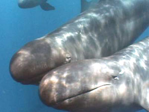 Diving tours, including tours from the Finca Florida, reward divers with views of rich underwater life, including these whales. 